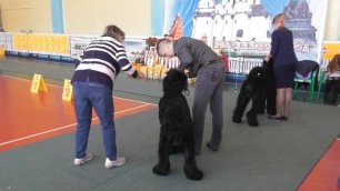 выставка собак, русский чёрный терьер видео