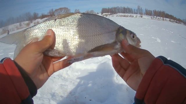 НЕ ОЖИДАЛ что ПОЙМАЮ ТАКОГО!!! ЛОВЛЯ белой РЫБЫ в КОНЦЕ МАРТА со ЛЬДА 2022! Зимняя Рыбалка 2022 смотреть онлайн
