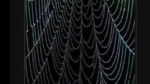 я не умру без твоей любви...