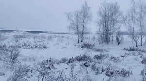 момент из охоты 2023г англо русская гончая Б-Пуля. Беларусь