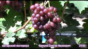 Виноград Изумление - зимостойкий, вкусный и товарный