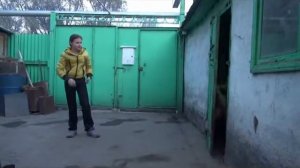 Трюки с собакой. Американский бульдог Яра 1 часть