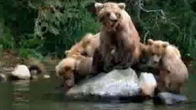 В мире животных.wmv смотреть онлайн