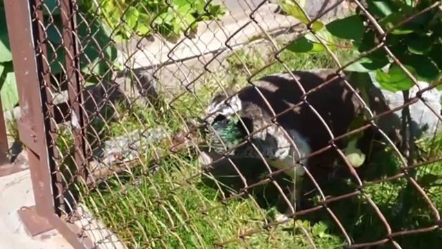 Выходной в Ижевске из Уфы. Прогулки по городу. Шикарный зоопарк: фламинго, моржи, пингвины, павлины смотреть онлайн