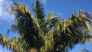 The Fabled Coconut Queen Palm