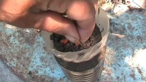 Как я сажаю персики из косточки 15 июля