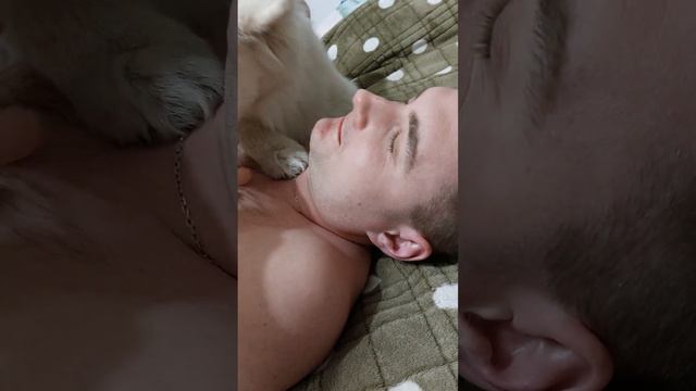 как же она его любит #самоедскаялайка#самоед#щенок#5месяцев#собака#dog#аста#малыш#