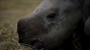 A rhino and three tigers are born at Amneville zoo