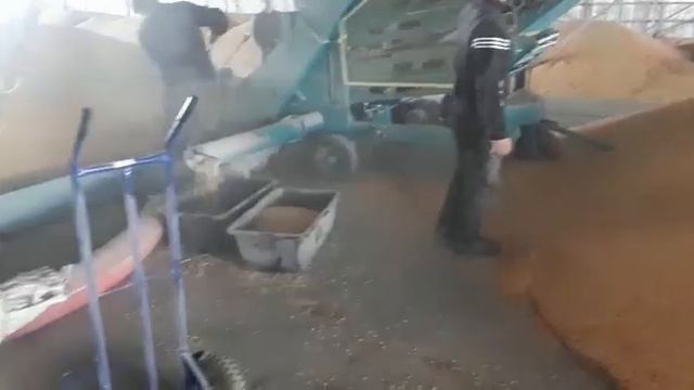Самая лучшая очистка кукурузы от амброзии зерноочиститель овс 25 смотреть онлайн