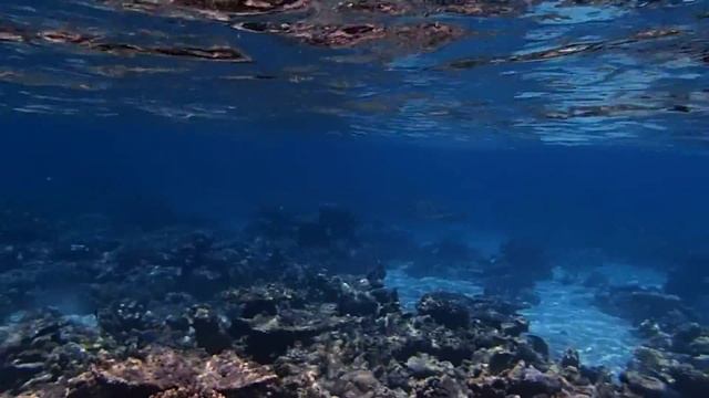 черепаха (Nibiliga, Baa Atoll, Мальдивы) смотреть онлайн