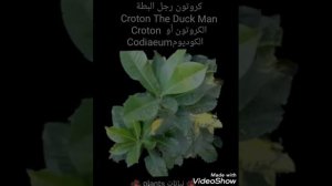 كروتون رجل البطة

Croton The Duck Man

الكروتون أو  Croton
   الكوديومCodiaeum