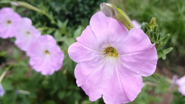 The mood will change in 5 minits #Dance_of_flowers #Flamenco #Flowers_can_dance смотреть онлайн
