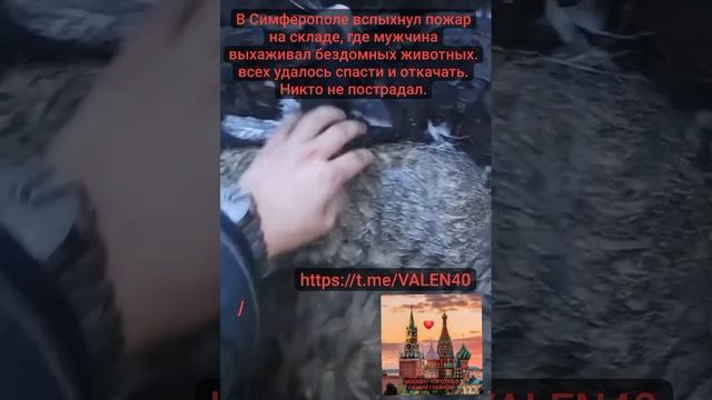 ??В Симферополе вспыхнул пожар на складе, где мужчина выхаживал бездомных животных.