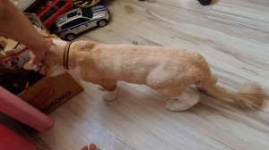 Не кот, а лев какой-то!!! Смотри до конца!