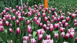 Выгонка тюльпанов. Сорт Kamaliya (Камалия)