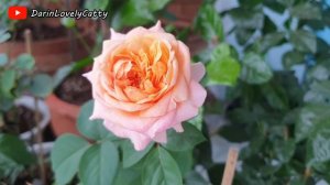 Victoria's Secret Rose
