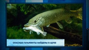 Опасные гельминты найдены в щуке