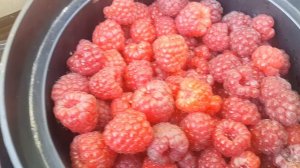 Зюгана - шикарная, вкусная ягода ремонтантной малины. Для дома и для рынка?