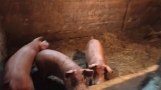 Общежитие для Дюрков. смотреть онлайн