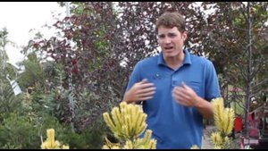 Unique Plants for Your Garden - Taylor's Sunburst Lodgepole Pine