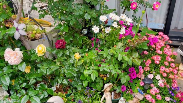 Before & After 從零基礎打造玫瑰花園直到現在的景❣️ゼロから作ったミニバラ園の光景｜Parking lot turned rose garden#打造花園#DIY смотреть онлайн