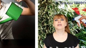 Миф или Реальность? Нужна ли ЯНТАРНАЯ КИСЛОТА Вашим растениям?