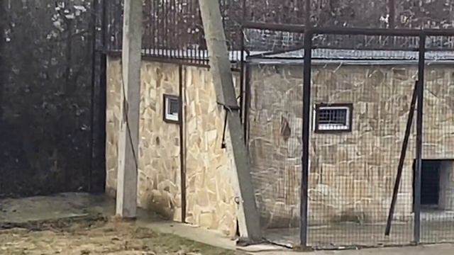 Чуковичи и Марселевичи приняли в свой прайд нового львёнка! смотреть онлайн