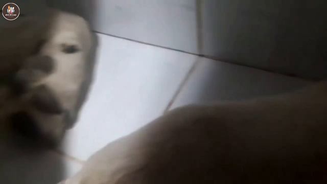 Don't Punish Me Anymore! Poor Dog Tearfully Begs the Owner To Let Him in смотреть онлайн