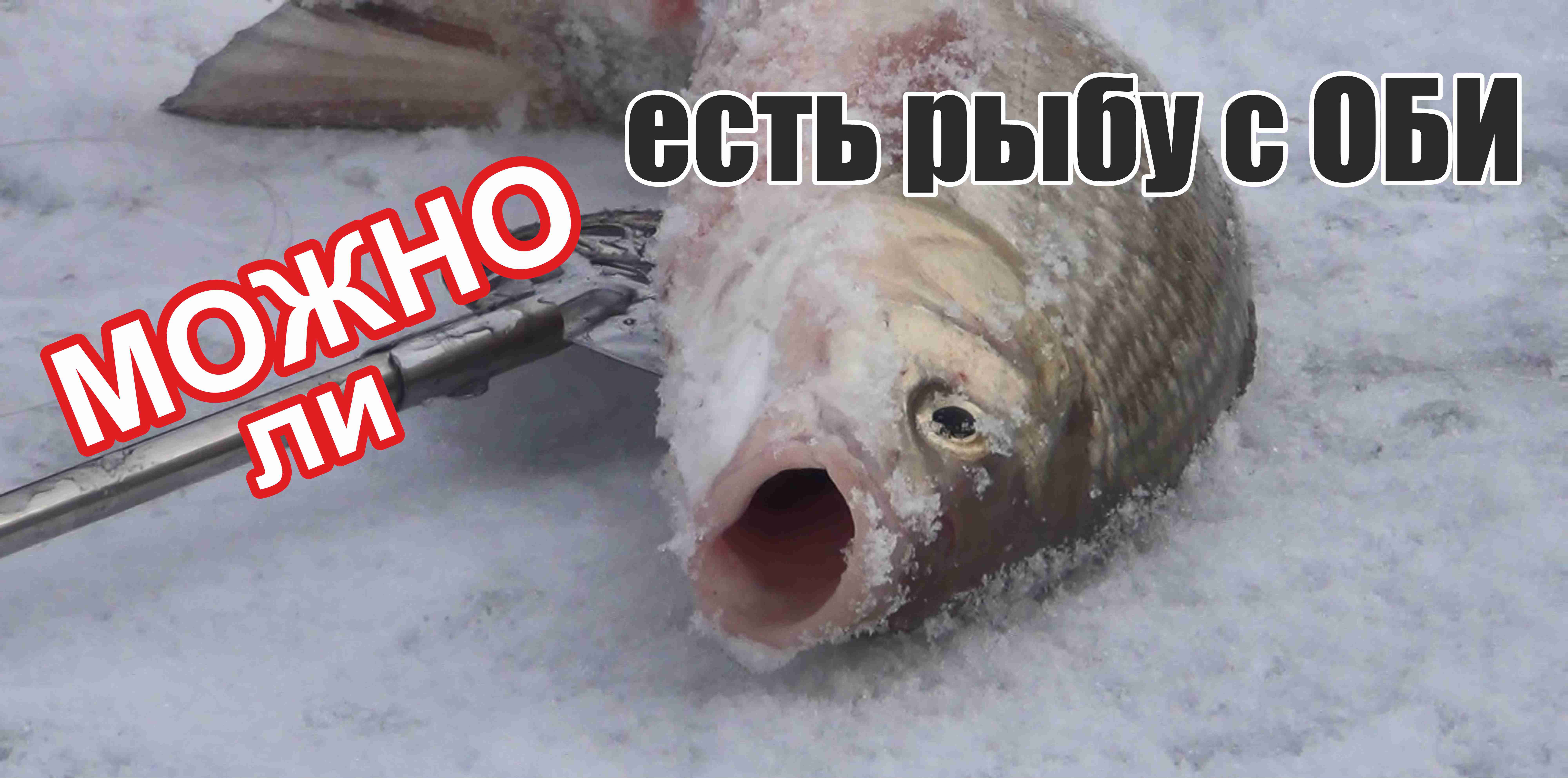 Можно ли есть Рыбу с ОБи.? Лабораторные исследования!