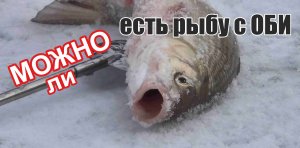 Можно ли есть Рыбу с ОБи.? Лабораторные исследования!