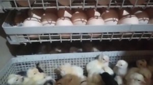 #Инкубатор ИЛБ 0,5 вывод цыплят