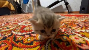 скоттиш страйт