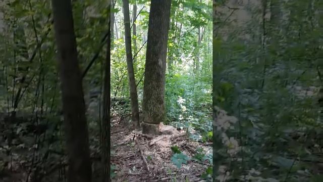 Китайские пилы смотреть онлайн