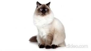 ты мой миленький хорошенький мой котик но это реверс