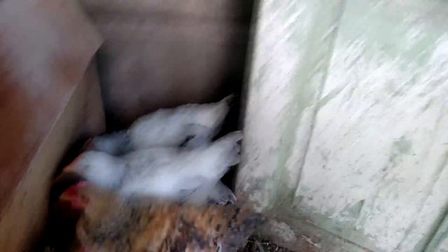 куры породы кросс Мастер Грей (цветной бройлер). смотреть онлайн