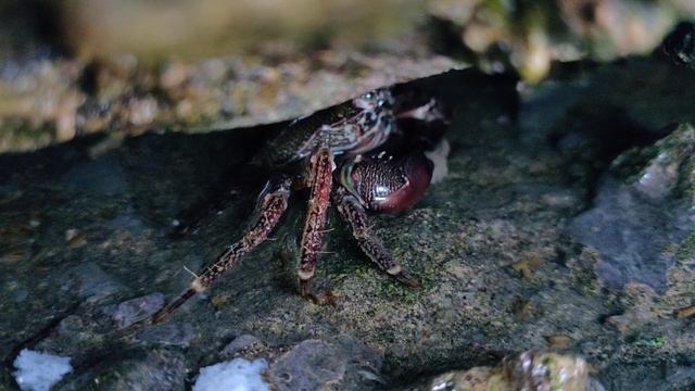 Крабы кушают хлебушок смотреть онлайн