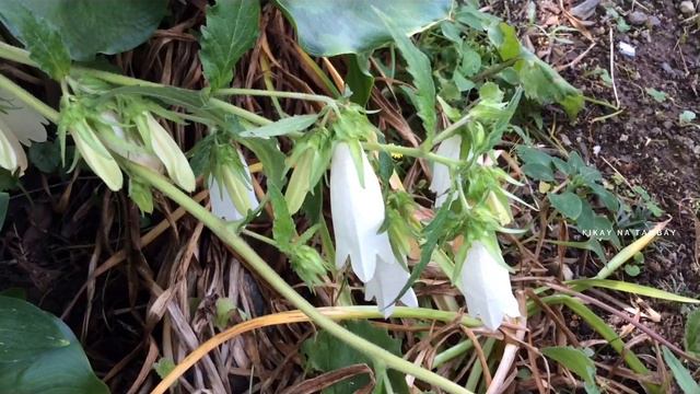 CAMPANULA PUNCTATA | SPOTTED BELLFLOWER | HERBACIOUS PERENNIAL FLOWERING PLANT смотреть онлайн