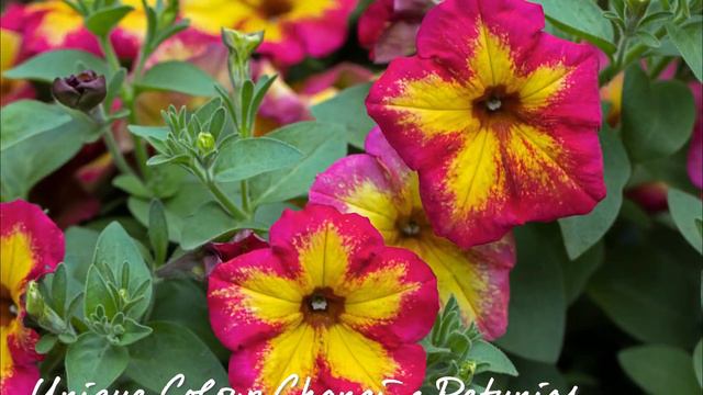 Sensational Colour Changing Petunia смотреть онлайн