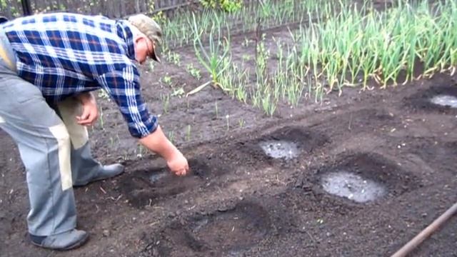 ПОСАДКА КАБАЧКОВ И ОГУРЦОВ в открытый грунт