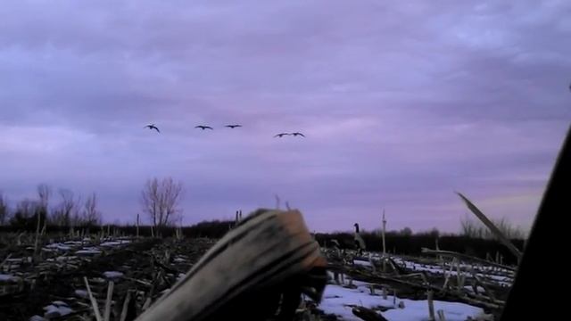 rease outdoors goose hunting 2013 late season смотреть онлайн