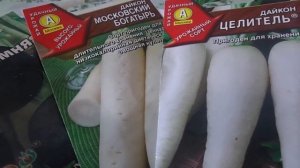 Сроки сева, посев редьки и дайкона на своем приусадебном участке. Правильный выбор сорта.