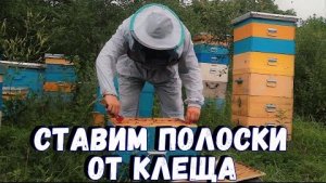 Ставим полоски от клеща