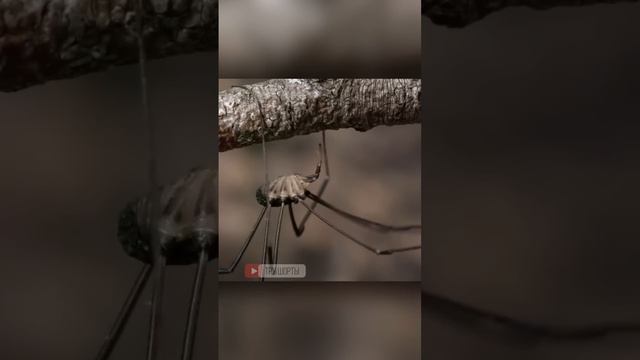 Этот живой ковёр может быть в твоём доме смотреть онлайн