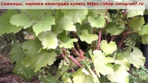 Леон Мийо-оплодотворение молодого куста винного винограда. Пузенко Наталья Лариасовна