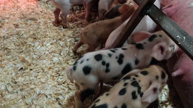 Суперсвинья ??? рожает сама а я ? снимаю смотреть онлайн