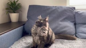 Котёнок породы мейн кун, окрас чёрный дым