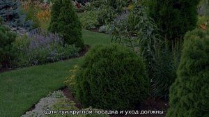 Туя шаровидная западная — описание сортов