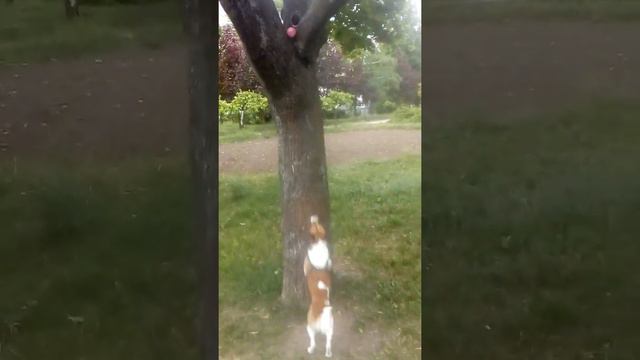 Фокстерьер смотреть онлайн