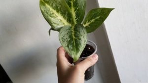 новинки?стаканчики под цветы?аглаонема Лемон минт?весна пришла?хамедорея зацвела ?домашние джунгли