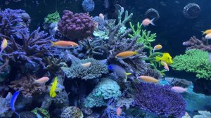 3500 Liter REEF TANK - Unbelievable❗️High exclusive ROOM TOUR with Lars! *coral aquarium*